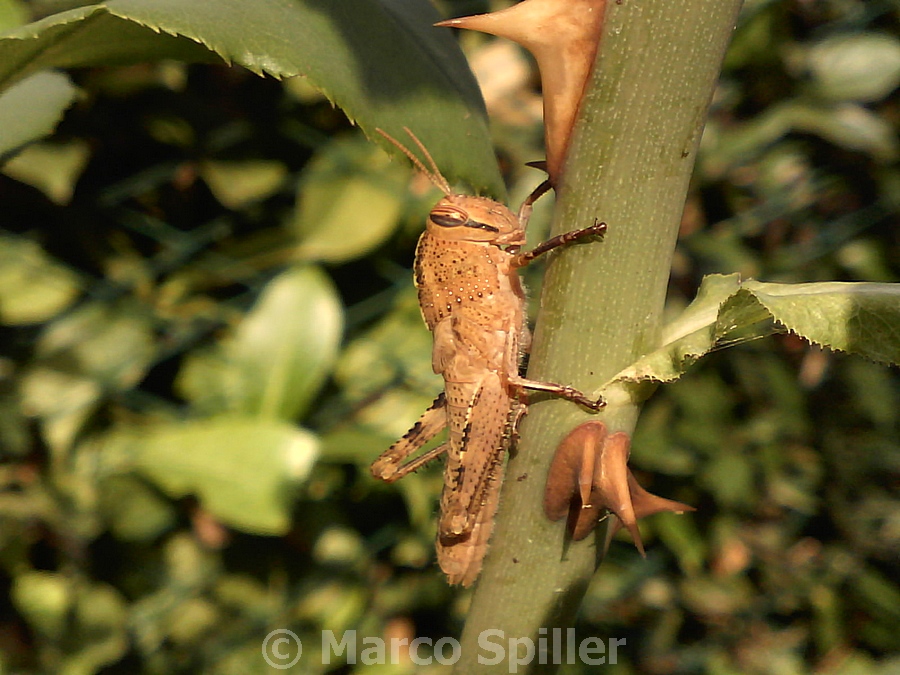 Ninfa di Anacridium aegyptium